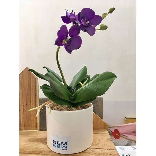 Hoa đất sét lan hồ điệp