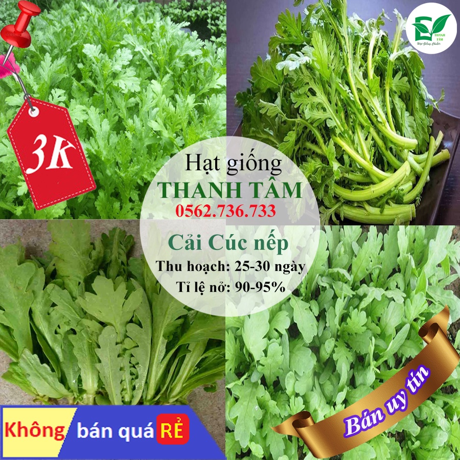 [ Deal 3K ] - 450 hạt giống Cải Cúc nếp ( Hạt giống Thanh Tâm )