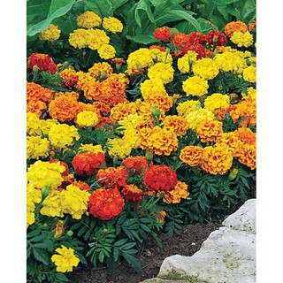 Hạt giống hoa Vạn Thọ lửa - vạn thọ pháp 50 hạt  - Tỉ Lệ Nảy Mầm Cao 90%