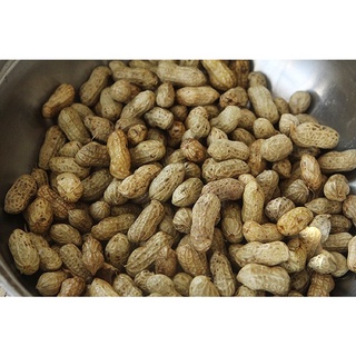 Lạc củ tươi để luộc thổi xôi bùi ngon chắc củ 1kg