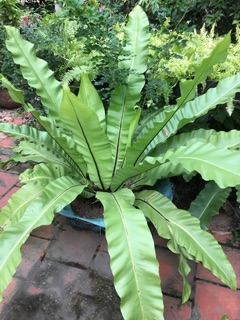 Cây ổ phụng