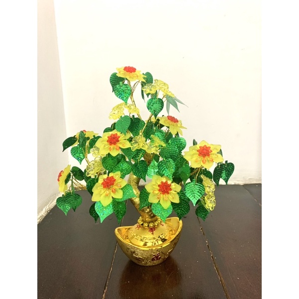 Cây kim tiền cao 38cm ngang 22cm