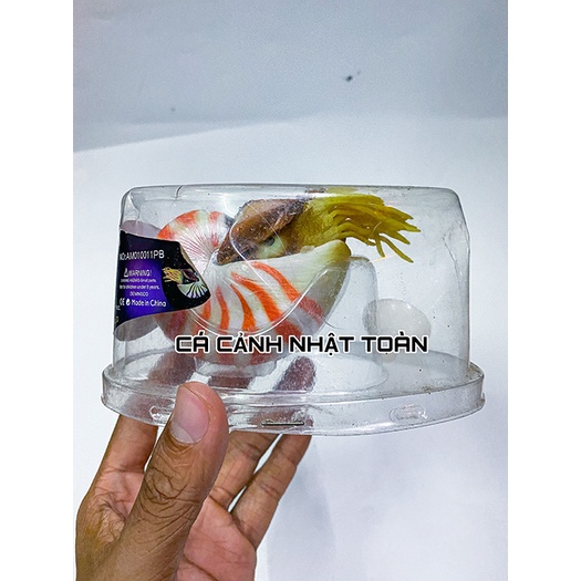 ÓC SÊN HÍT ĐÁY NỔI TRANG TRÍ BỂ CÁ CẢNH DÀI 9CM