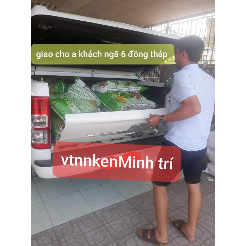 Phân bón chuyên dành cho cây mít