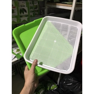 Khay trồng rau mầm