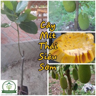 Cây Mít Thái - Mít Thái Siêu Sớm 15 tháng ra quả