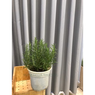 Cây Hương Thảo - Rosemary