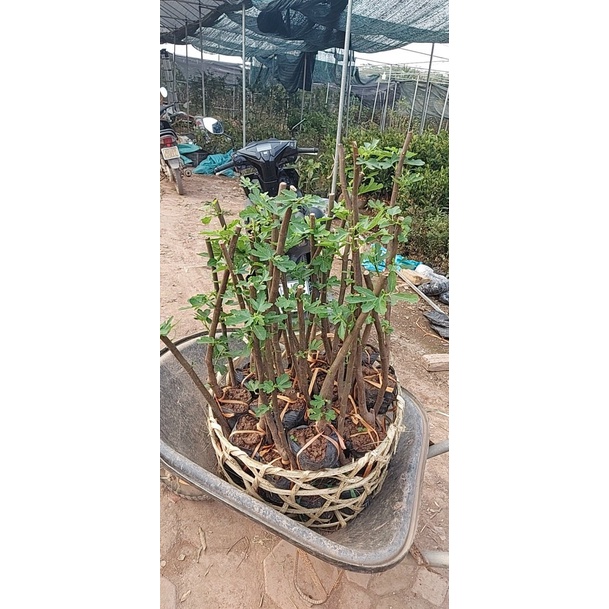 CÂY GIỐNG SUNG MỸ , CÂY GIÔNG KINH TẾ CHẤT LƯỢNG CAO
