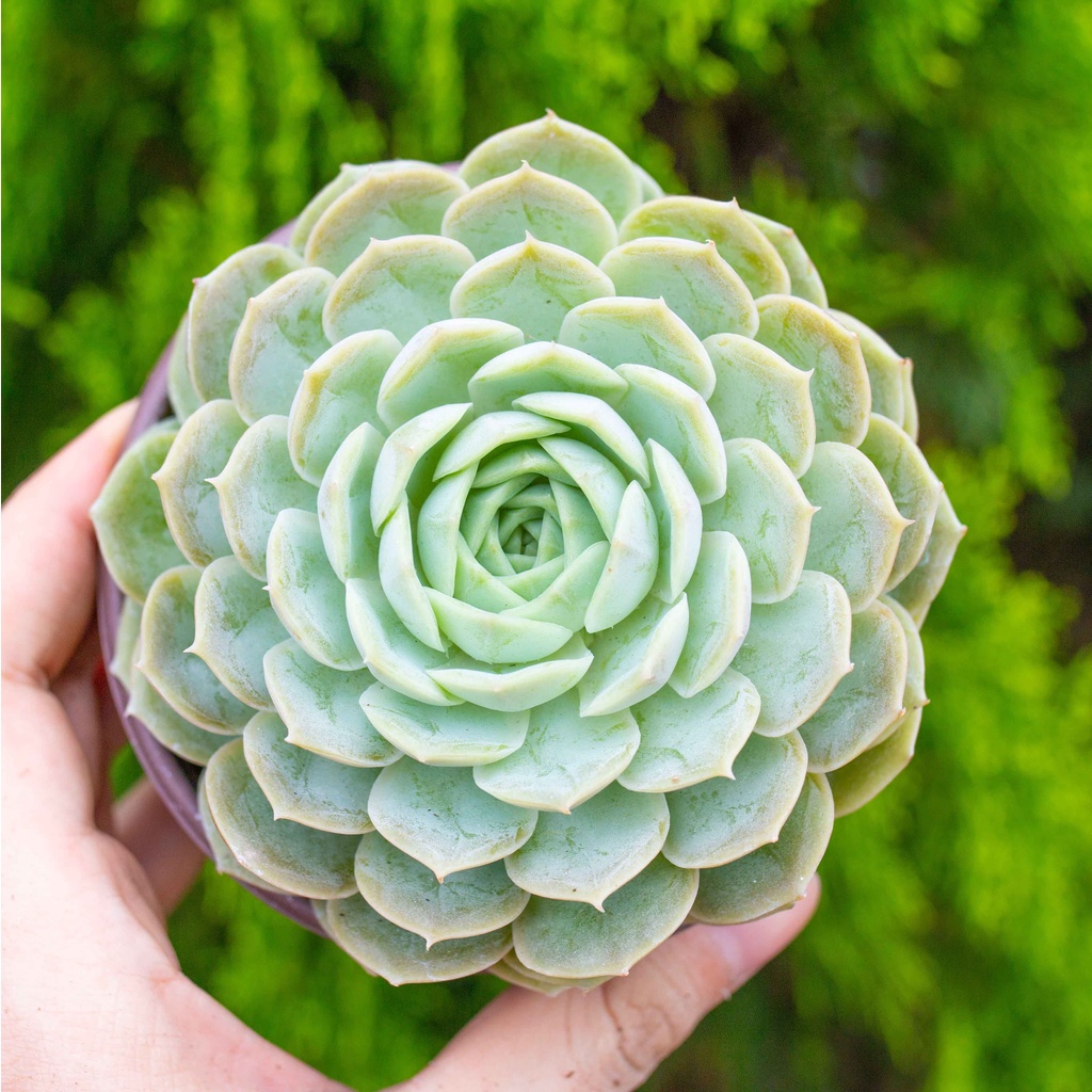 Sen đá ngọc bích 9-11cm - Vườn sen đá