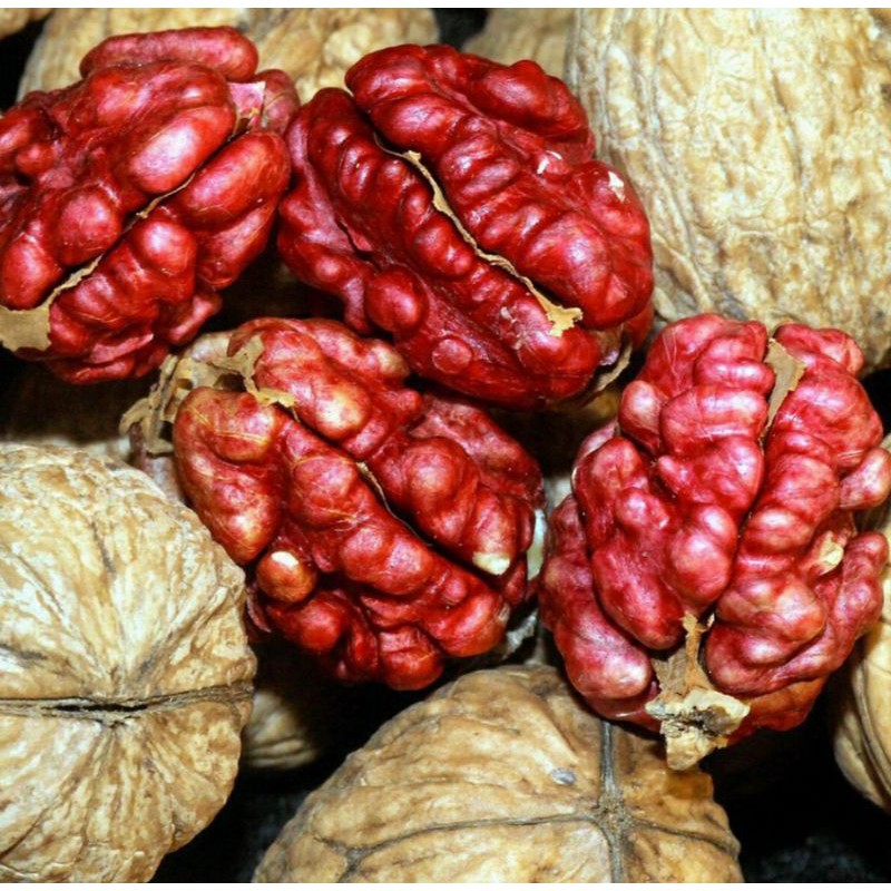 Hạt óc chỏ đỏ nhập khẩu Mỹ 1kg