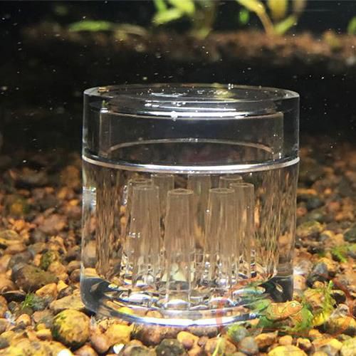 Bẫy Giun Sán Acrylic 8 Lỗ Planaria Trap