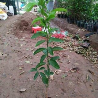 Cây quýt mỹ