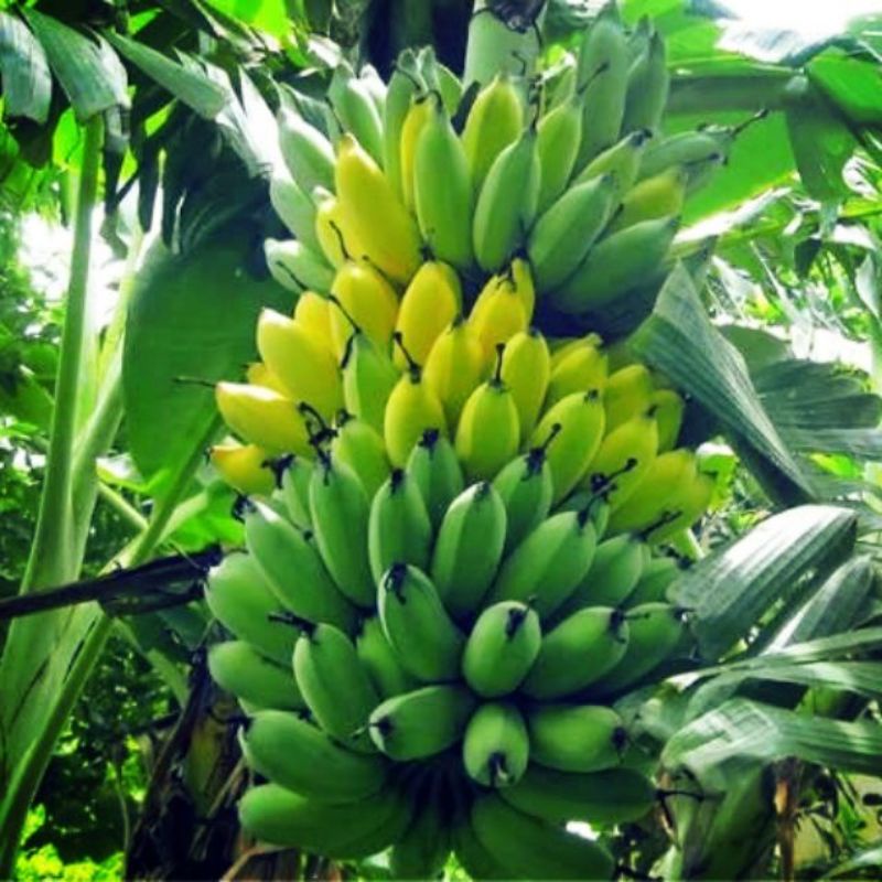 CHUỐI CAU.giao chuối còn sống.trái già no tròn.