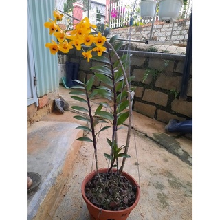 Lan Hoàng thảo long nhãn 1kg