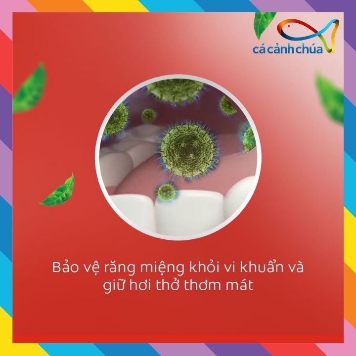 Combo 2 nước súc miệng Colgate diệt 99% vi khuẩn Plax trà xanh 500ml - Thái Lan