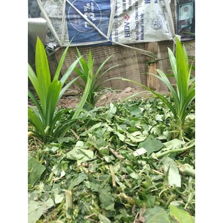 Cây lá nếp giống ( cây cơm nếp)