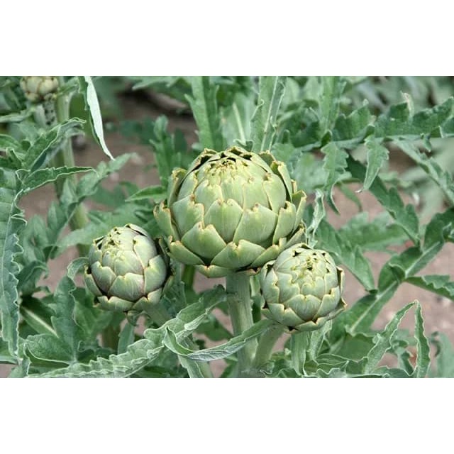 Actiso - Bột chiết xuất Actiso nguyên chất Biogreen mát gan, lợi mật 50g, 100g