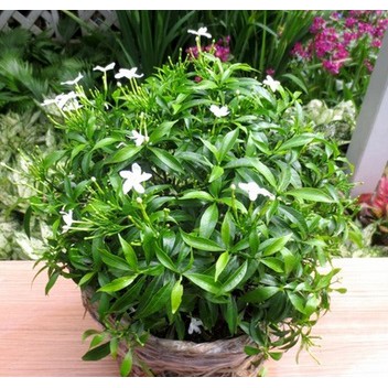 BẦU CÂY GIỐNG MAI VẠN PHÚC