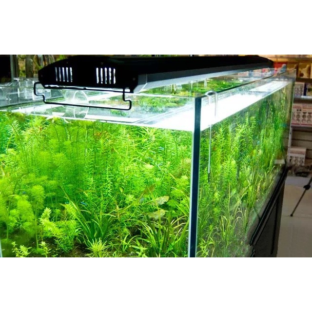 Đèn Led Máng Odyssea T5HO 2 Hàng Bóng Trắng. Đèn Trang Trí Bể Cá Cảnh, Bể Cá Rồng, Có Công Tắc Bật Tắt Đèn