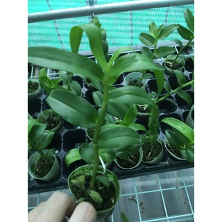 [HOT] Hoa lan Giả hạc (Phi điệp) Blue cực đẹp