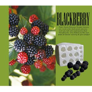 Black Berry - Khuôn vân nhựa dẻo hoa đất lấy vân 2 mặt