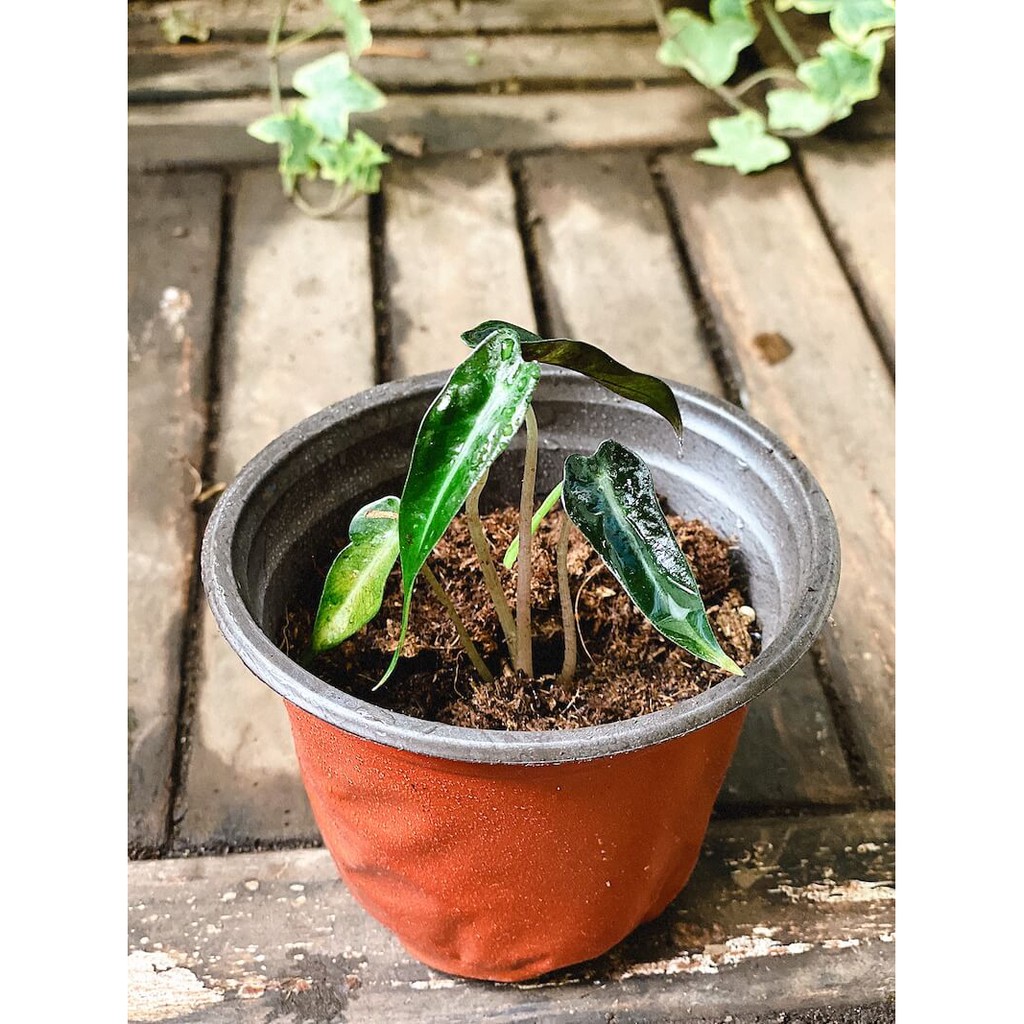 Cây giống Môn Quan Âm Bambino Lá Hẹp - Alocasia Bambino Narrow Leaf chậu nhựa