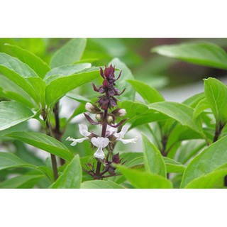 Hạt giống rau húng quế 2g