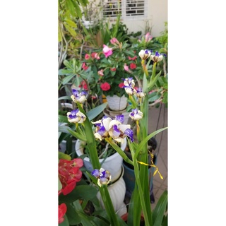 Cây hoa diên vỹ giá sỉ (set 3 cây)