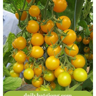 20 Hạt giống Cà chua cherry vàng 