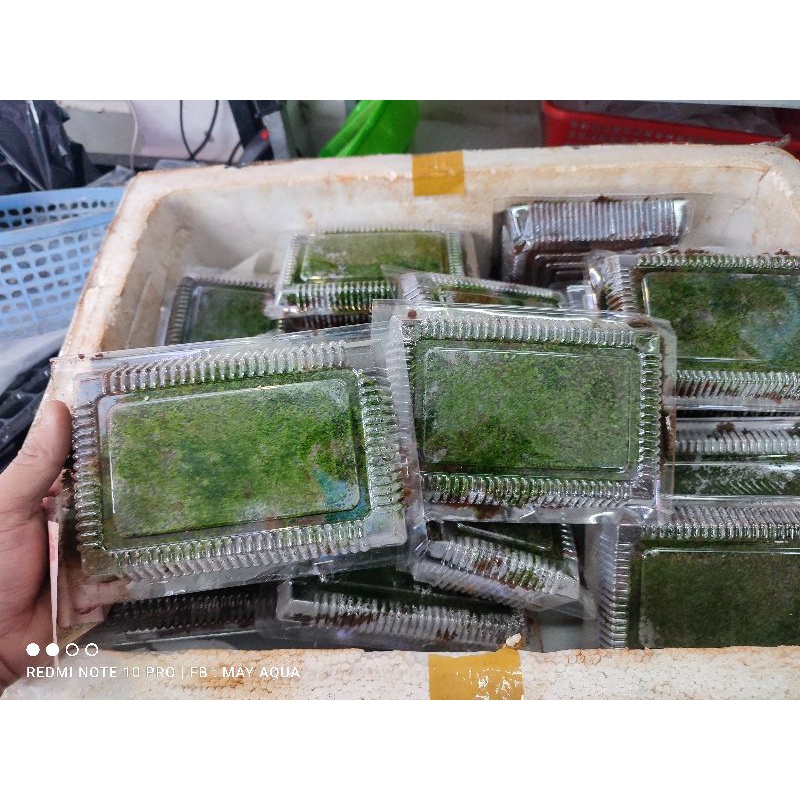 Rêu mini fiss lá nước 1 hộp 5 tấc 5 lớp- Rêu mini fiss trả nền bể thủy sinh