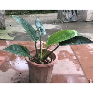 cây trầu bà đế vương xanh