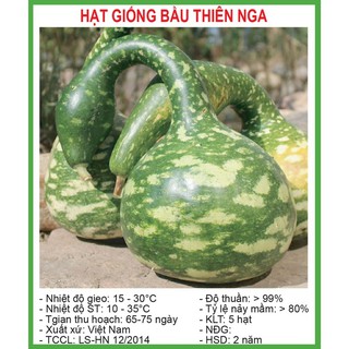 Hạt giống bầu thiên nga
