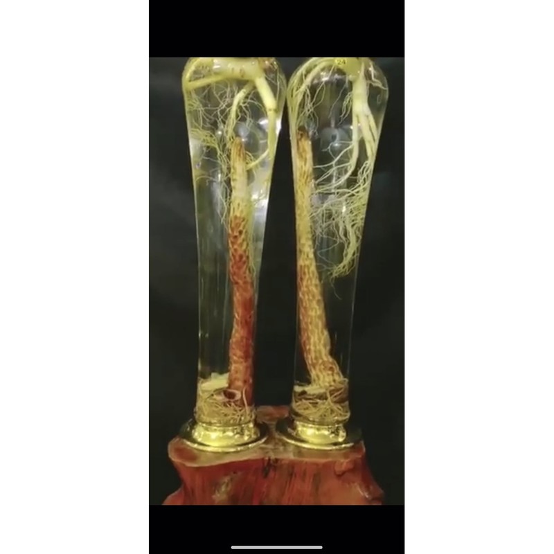 1kg NHỤC THUNG DUNG TƯƠI