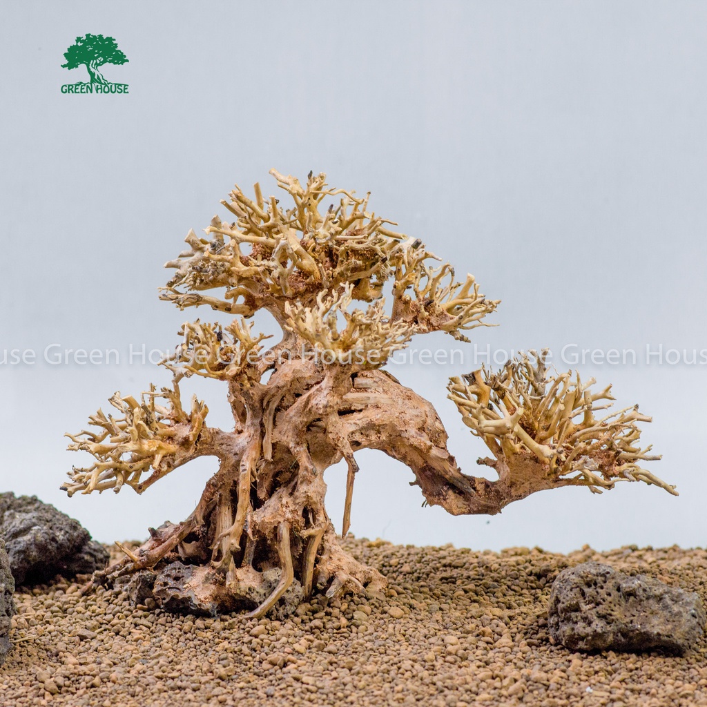 Lũa Bonsai, Lũa thủy sinh dùng trang trí hồ cá cảnh, hồ thủy sinh, văn phòng, nhà cửa