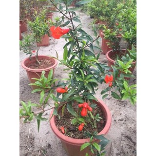 Lựu lùn ấn độ + Tặng 01 cây dâu da đất( bòn bon)