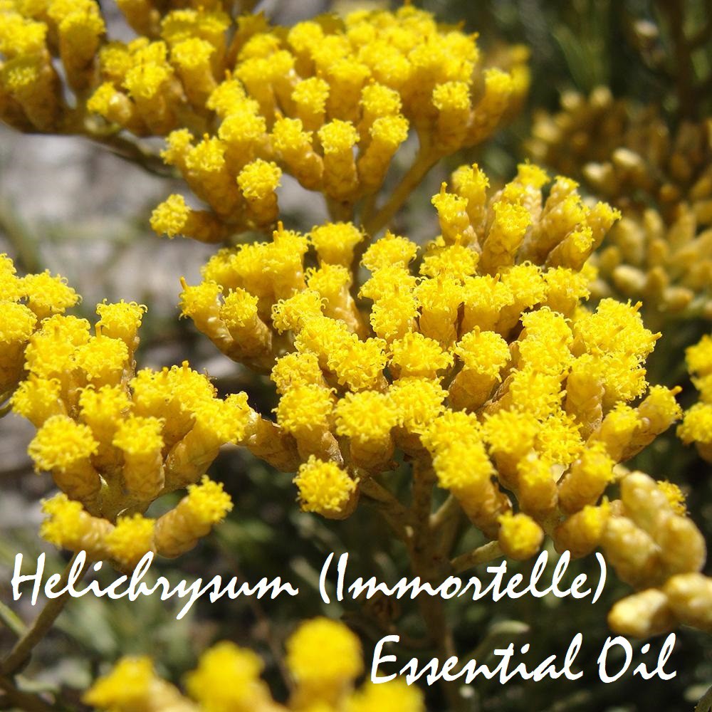 Tinh dầu Cúc bất tử Helichrysum Essential Oil (2 loại)