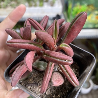 [HIẾM]  SEN ĐÁ ĐẬU ĐỎ - TẶNG CHẬU