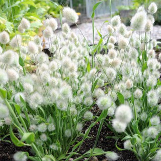 Hạt giống cỏ đuôi thỏ 1 gói 100 hạt