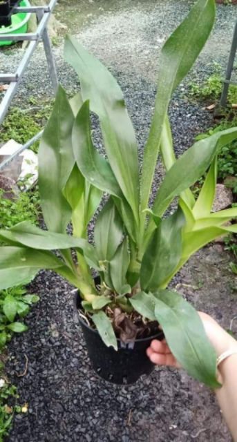 Lan Vũ Nữ Hoàng Hậu Xanh Cây Trưởng Thành đẹp