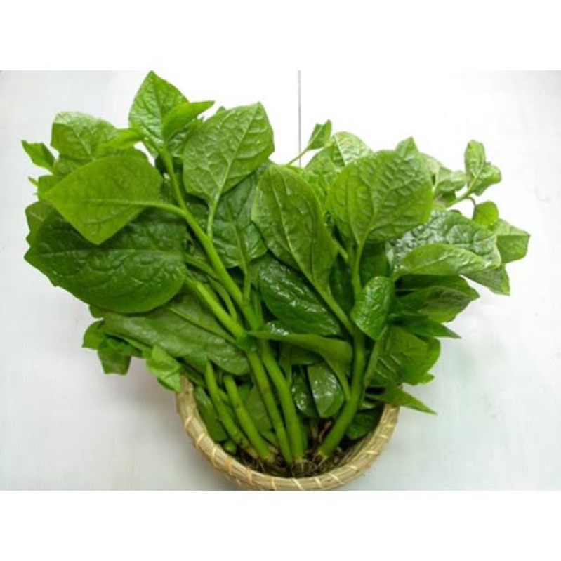Mồng Tơi Xanh Lá To , Nảy Mầm Chuẩn Trên 90%