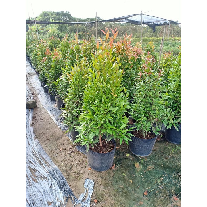 cây hồng lộc
