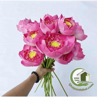 Cành hoa sen bông nở - sen vải lụa Thái Lan cao cấp