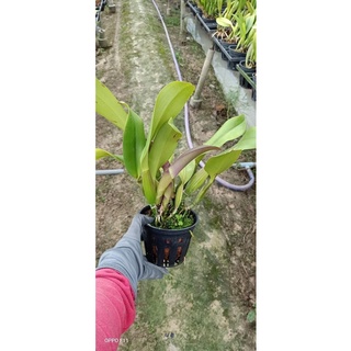 Lan Cattleya chậu lớn đang nụ