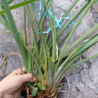 Kiếm đỏ mỹ lai kiếm đỏ thái