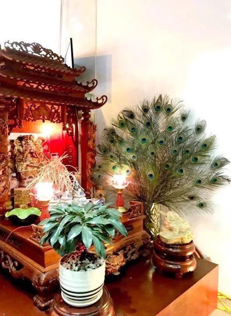 Lông công 10-15cm trang trí loại đẹp | BigBuy360 - bigbuy360.vn