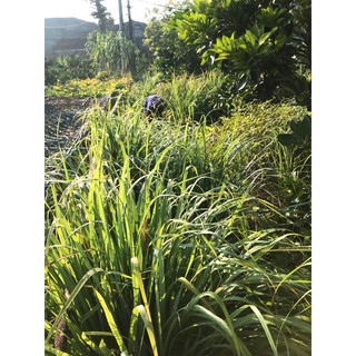Muối thảo dược giảm eo