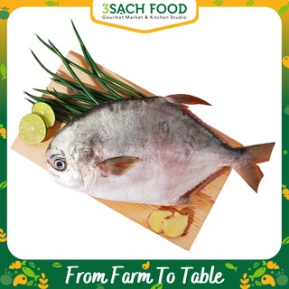 Cá Chim Trắng Lớn Size - 800g - 1kg/con