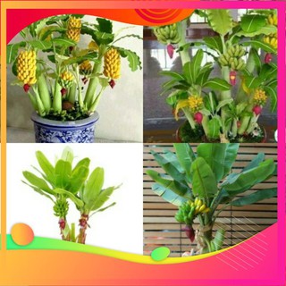Hạt Giống Chuối Mini - 10 Hạt VIETGAR