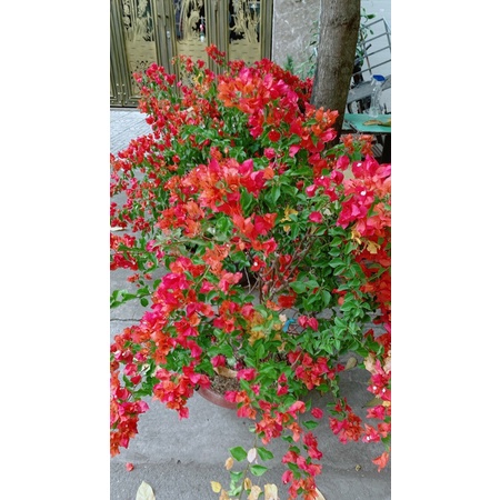 Chậu Cây Hoa Giấy