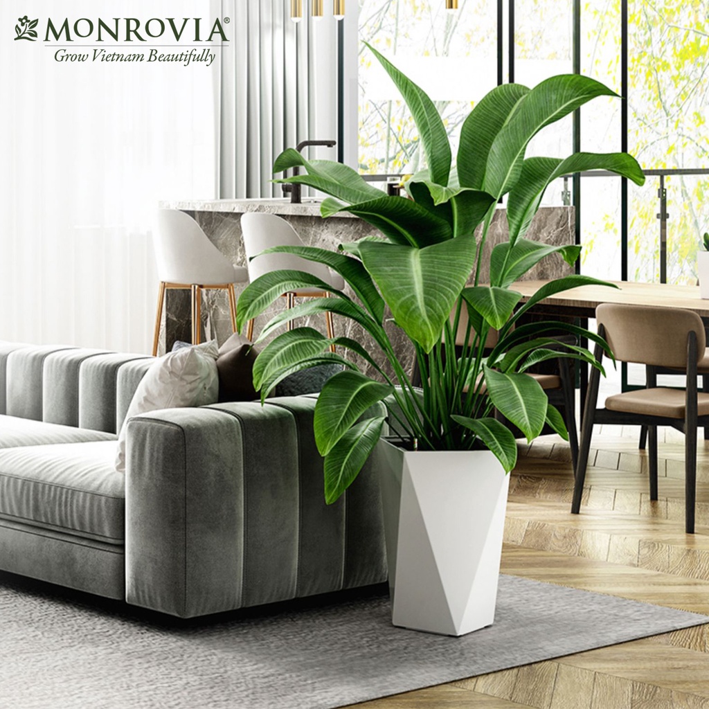 Chậu trồng cây tự tưới MONROVIA thông minh dưỡng cây cảnh trong nhà, chuyên decor trang trí nhà cửa, tiêu chuẩn châu Âu